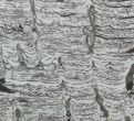 Polished Precambrian Stromatolite - Siberia #57583-1